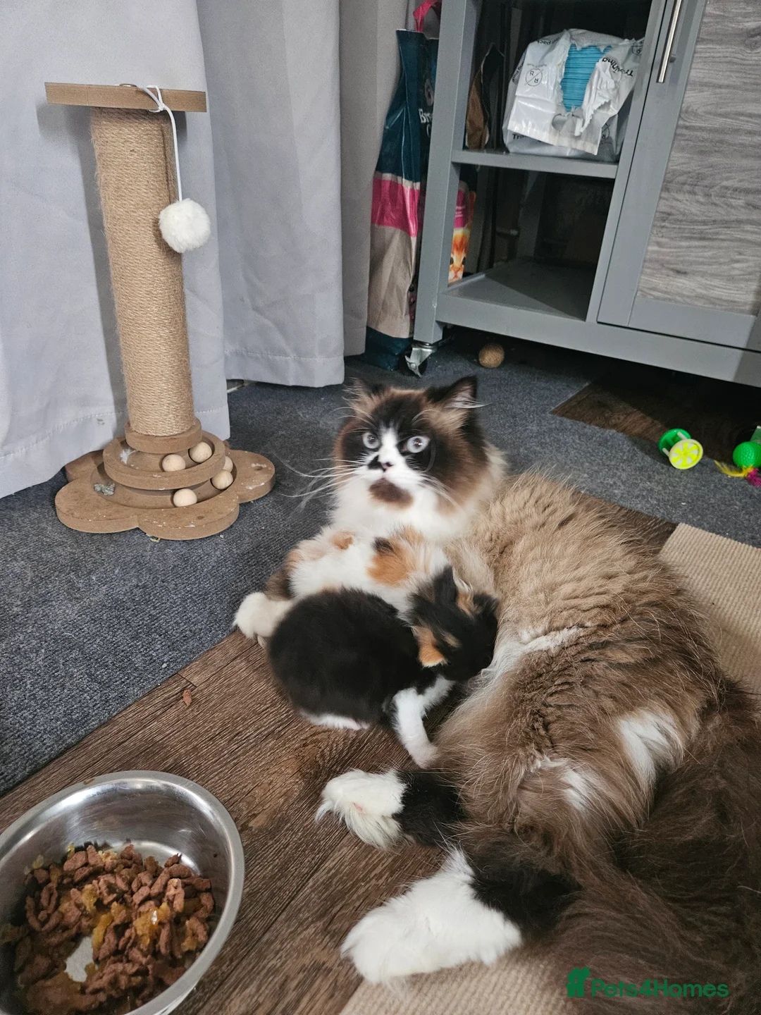 Persian cats for sale: Persian  - Advert 4