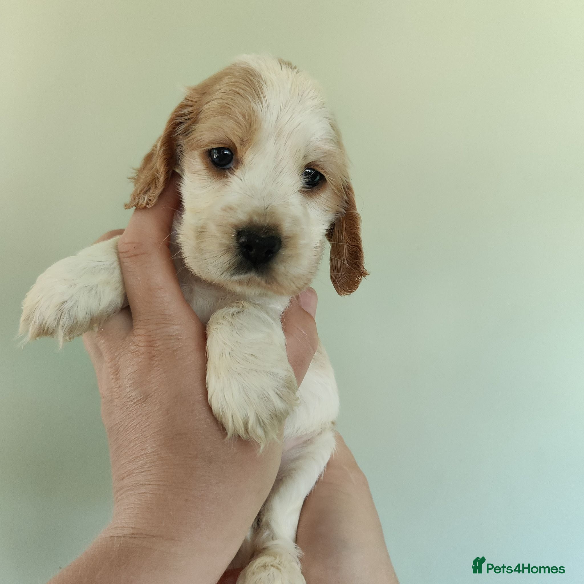 Cocker Spaniel dogs Stunning Show Type Cocker Spaniels  - Advert 1