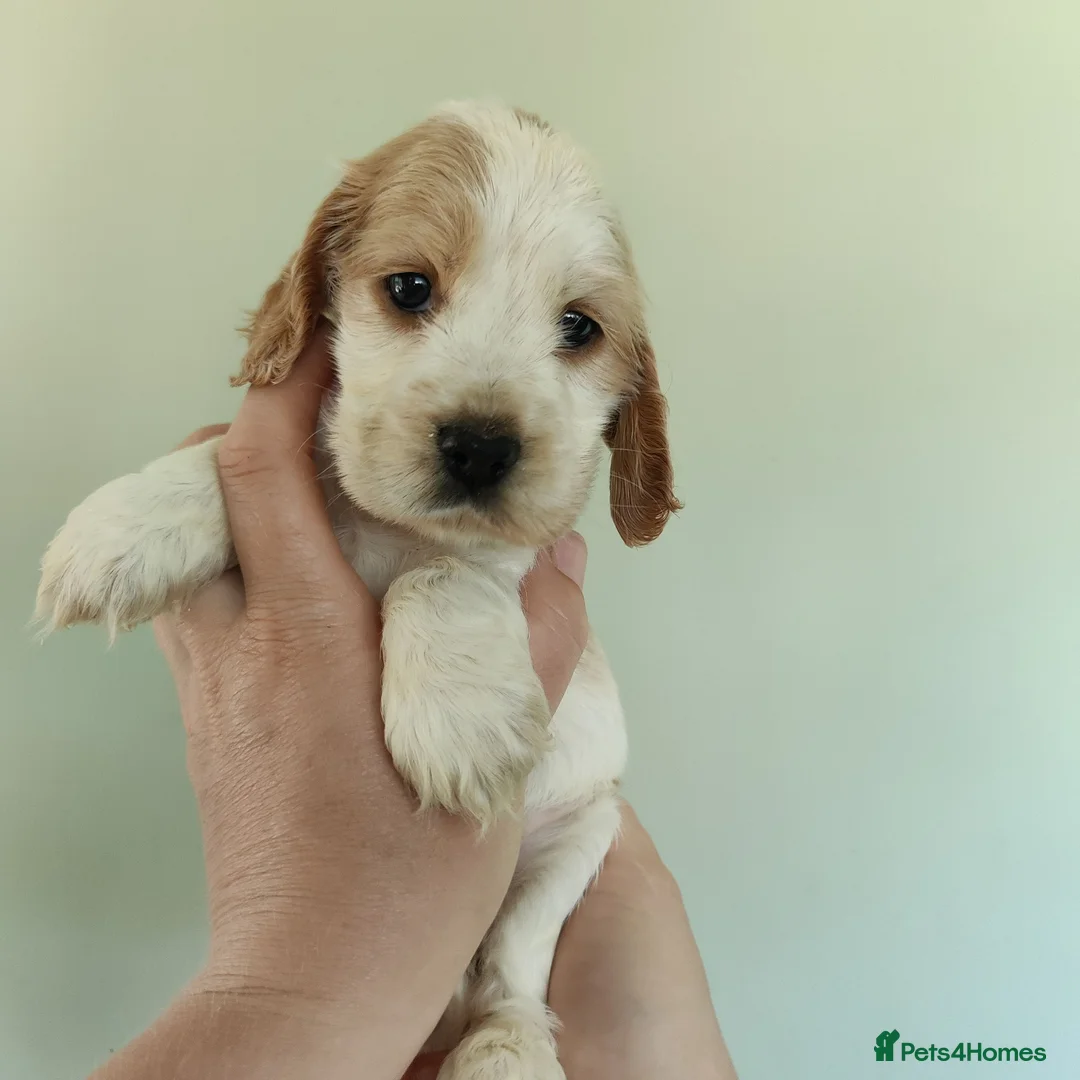 Cocker Spaniel dogs for sale: Stunning Show Type Cocker Spaniels  - Advert 1