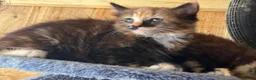 Mixed Breed cats for sale: Ginger and tortoise  kittens  - Advert 22