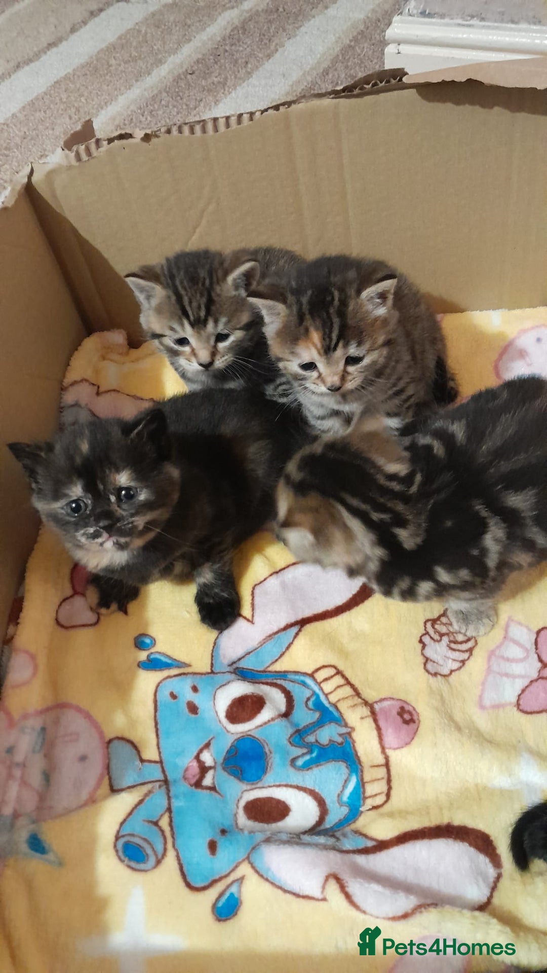 Mixed Breed cats for sale: Gorgeous tabbies/tortie from British shorthair mum - Advert 2
