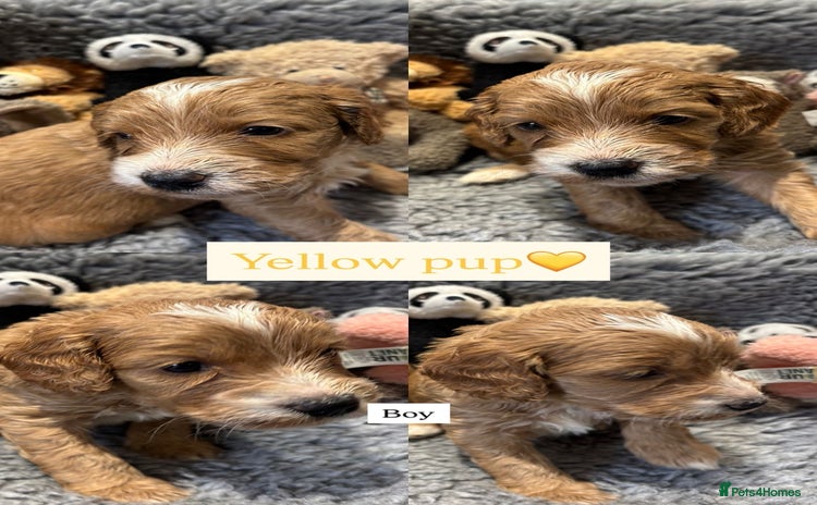 Cockapoo dogs - Advert 7
