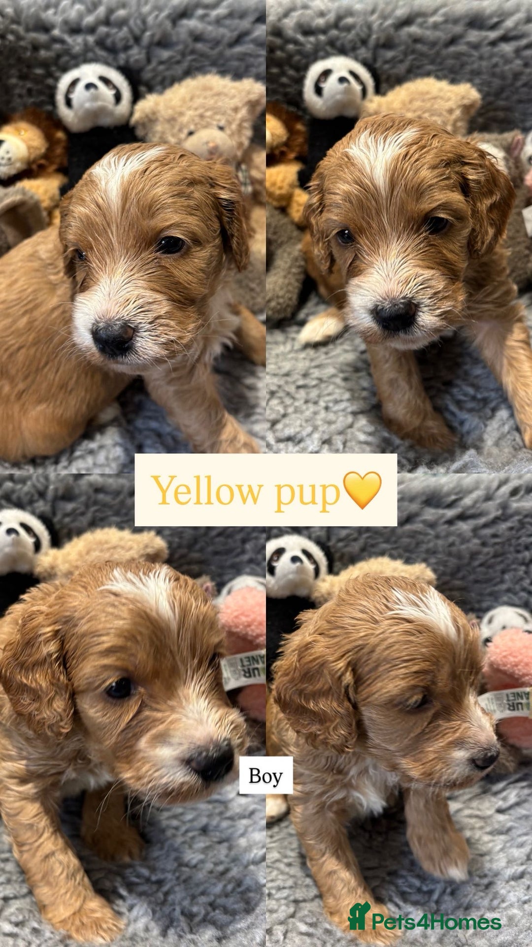 Cockapoo dogs for sale: Cockapoo’s 6 boys 2 girls  - Image 1