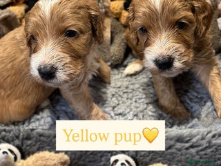 Cockapoo dogs - Advert 23