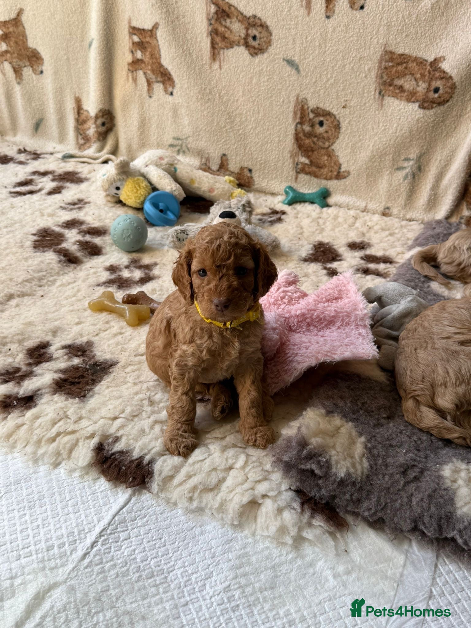 Cockapoo dogs F2 Cockapoo Puppies- Looking for Forever Homes! 🐾 - Advert 2