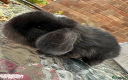 Mini Lop rabbits for sale: Top quality mini lop babies  - Image 1