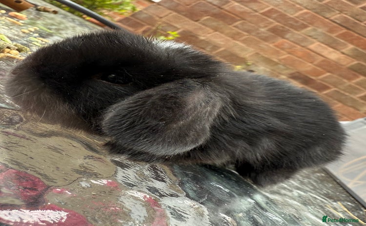 Mini Lop rabbits - Advert 10