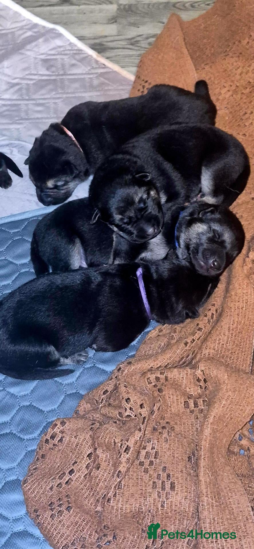 German Shepherd dogs for sale: East European Shepherd  - Advert 3