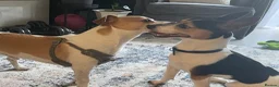 Jack Russell dogs for stud: Tri-coloured Jack Russell - For Stud - Zuko - Advert 9