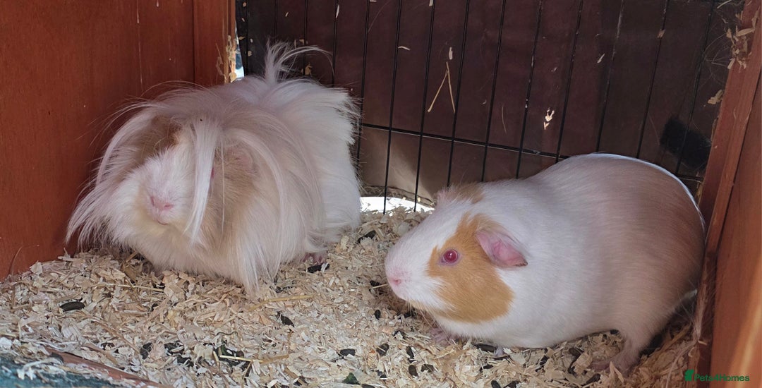 Guinea Pig rodents for sale: 2 x male guinea pigs  - Image 1
