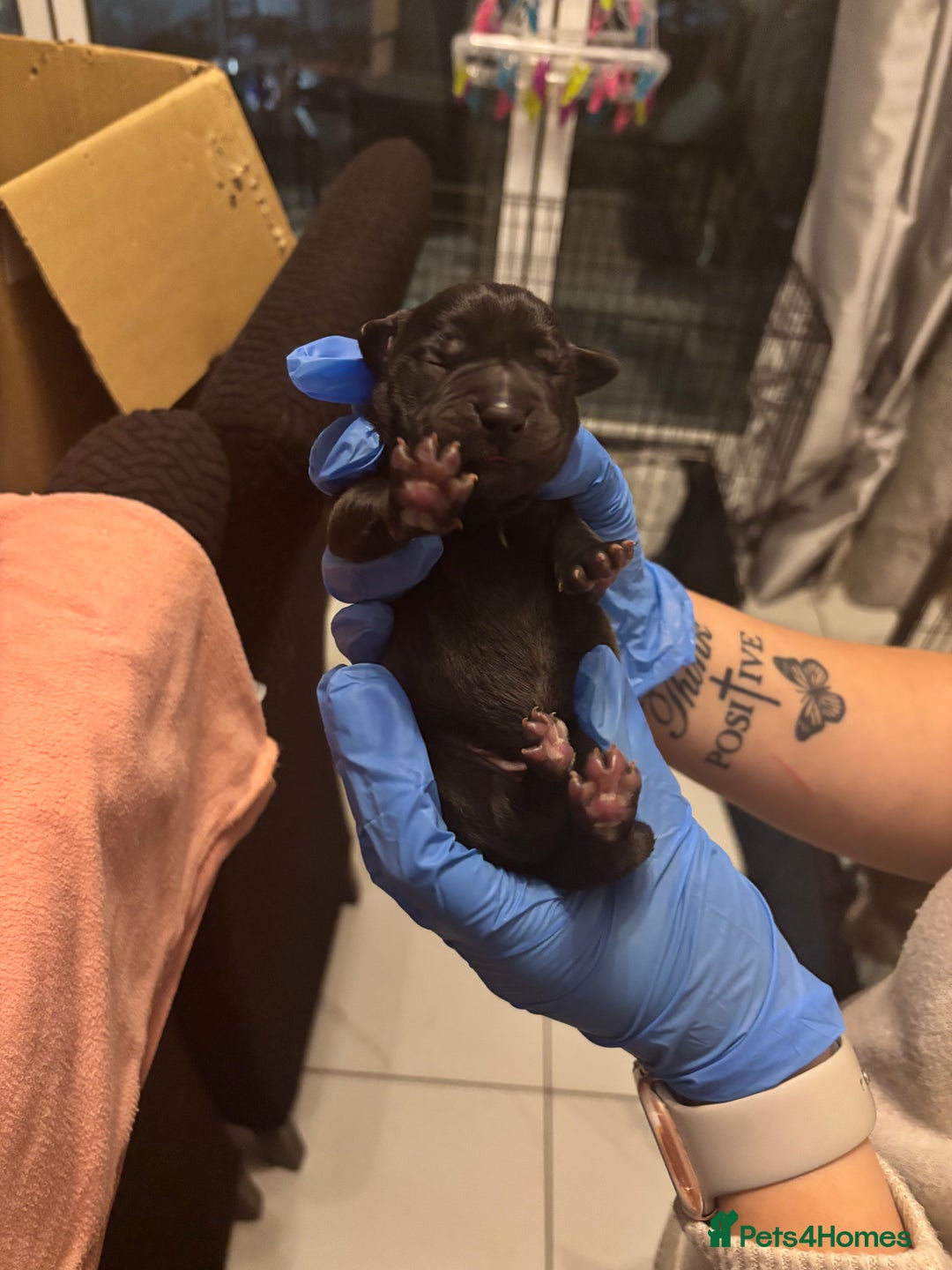 Staffordshire Bull Terrier dogs for sale: Staffie black  - Image 1