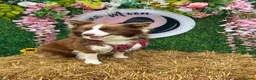Border Collie dogs for sale: Gorgeous KC Registered Health Tested Border Collie - Advert 13