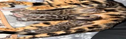 Bengal cats for sale: 3 BENGAL KITTENS - HEALTH/GENETIC TESTED  - Advert 1