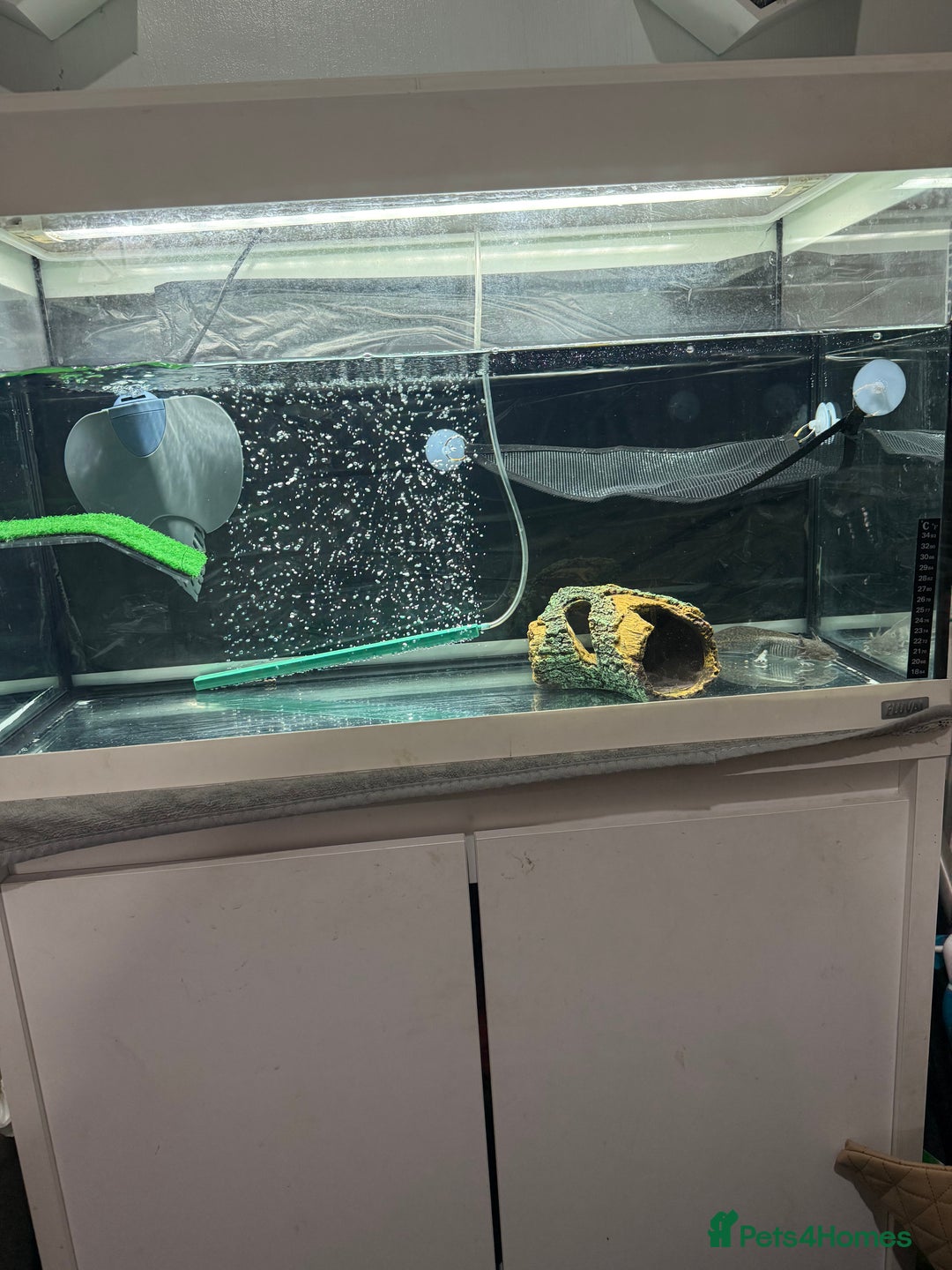 Axolotl reptiles for sale: rehoming axoltlos  - Image 2