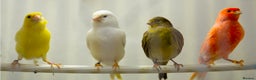 Budgerigars birds for sale: Proven Pair of latino budgies ( all yellow )  - Advert 7