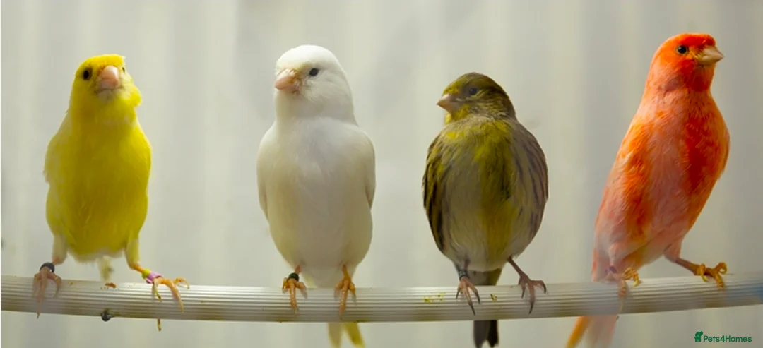 Budgerigars birds for sale: Proven Pair of lutino budgies (yellow) + canaries - Advert 3