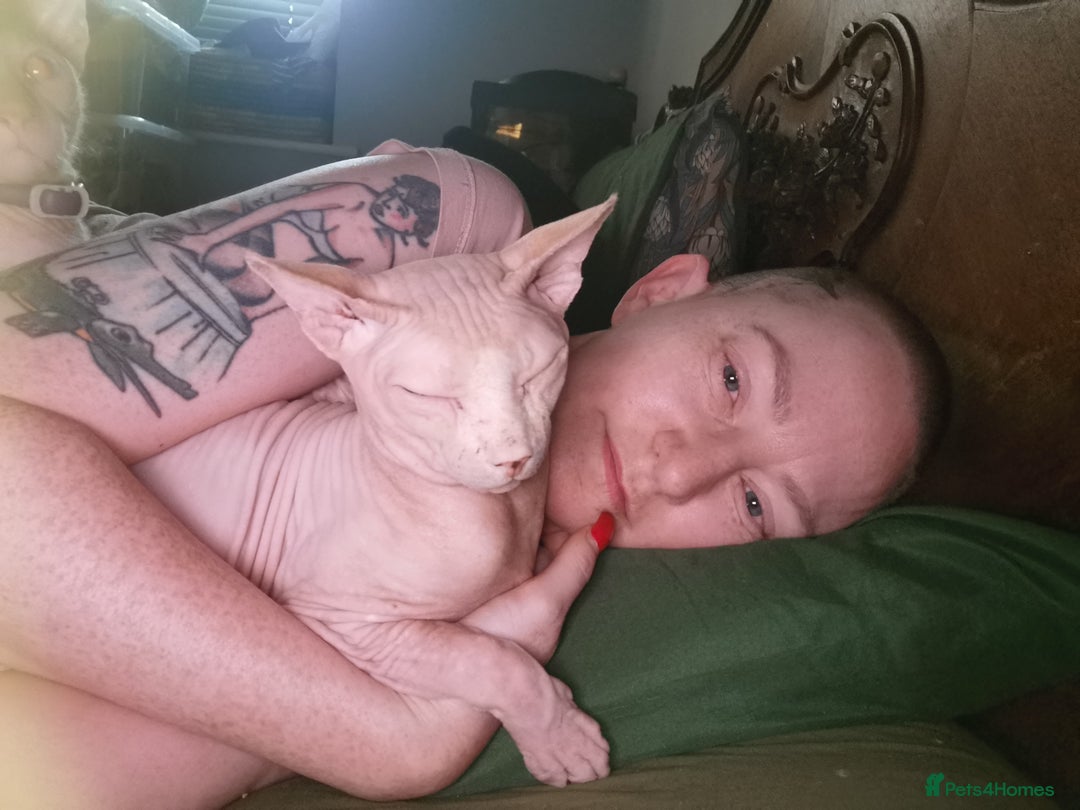 Sphynx cats for stud: Sphynx boy for stud  in Southampton - Advert 38
