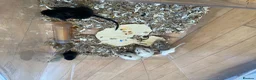 Gerbil rodents for sale: Local London Gerbils for sale - Advert 4