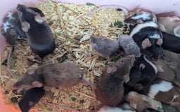Mouse rodents for sale: Beautiful juvenile mice  - Image 1