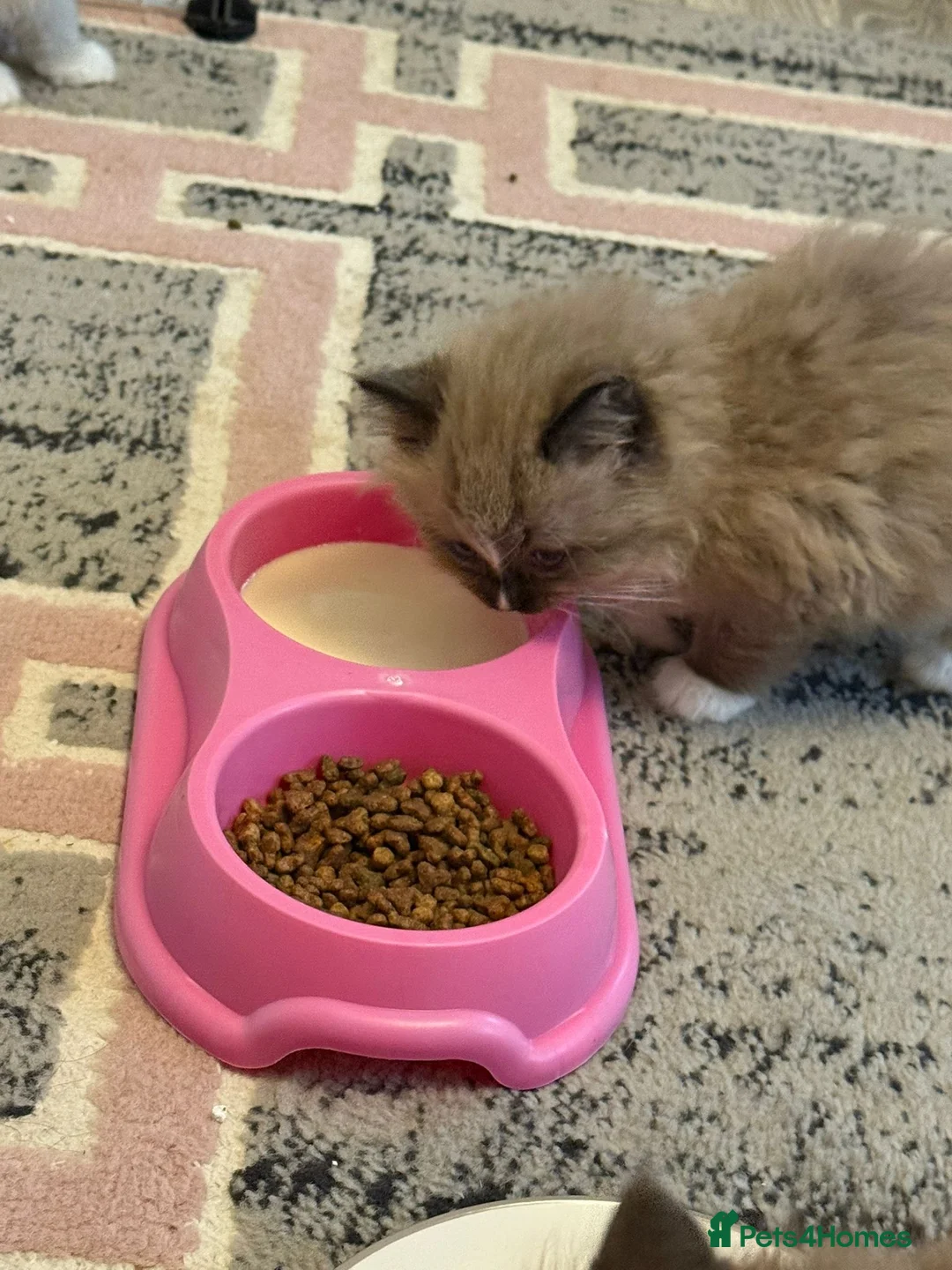 Ragdoll cats for sale: Seal sepia female full ragdoll - Advert 4