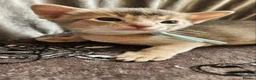 Abyssinian cats for sale: Beautiful Abyssinian Kittens  - Advert 11