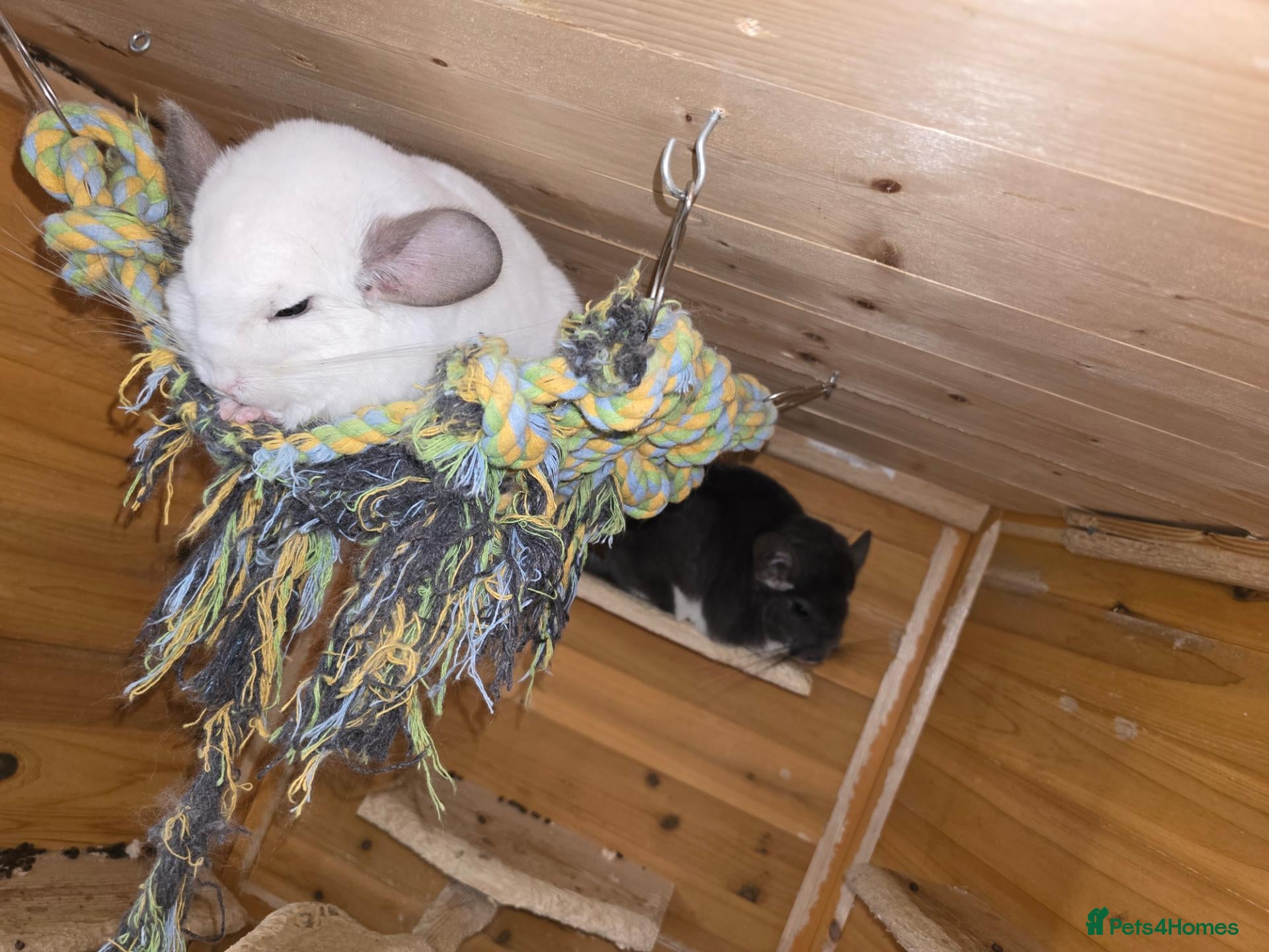 Chinchilla rodents Chinchillas  for sale  - Advert 16