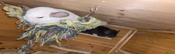 Chinchilla rodents for sale: Chinchillas  for sale  - Advert 2