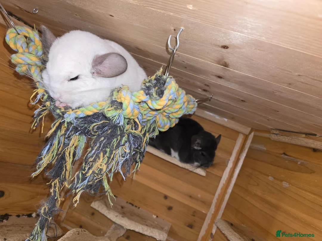 Chinchilla rodents for sale: Chinchillas  for sale  - Advert 2