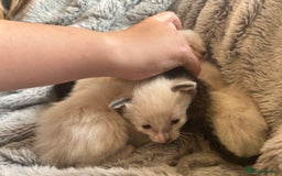 Siamese cats for sale: Siamese X Ragdoll kittens - Image 4