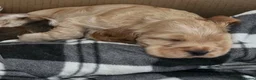 Cocker Spaniel dogs for sale: Show type cocker spaniel puppies - Advert 3