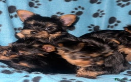 Yorkshire Terrier dogs for stud: 💙Proven Toy Yorkshire Terrier for Stud💙 - Image 3