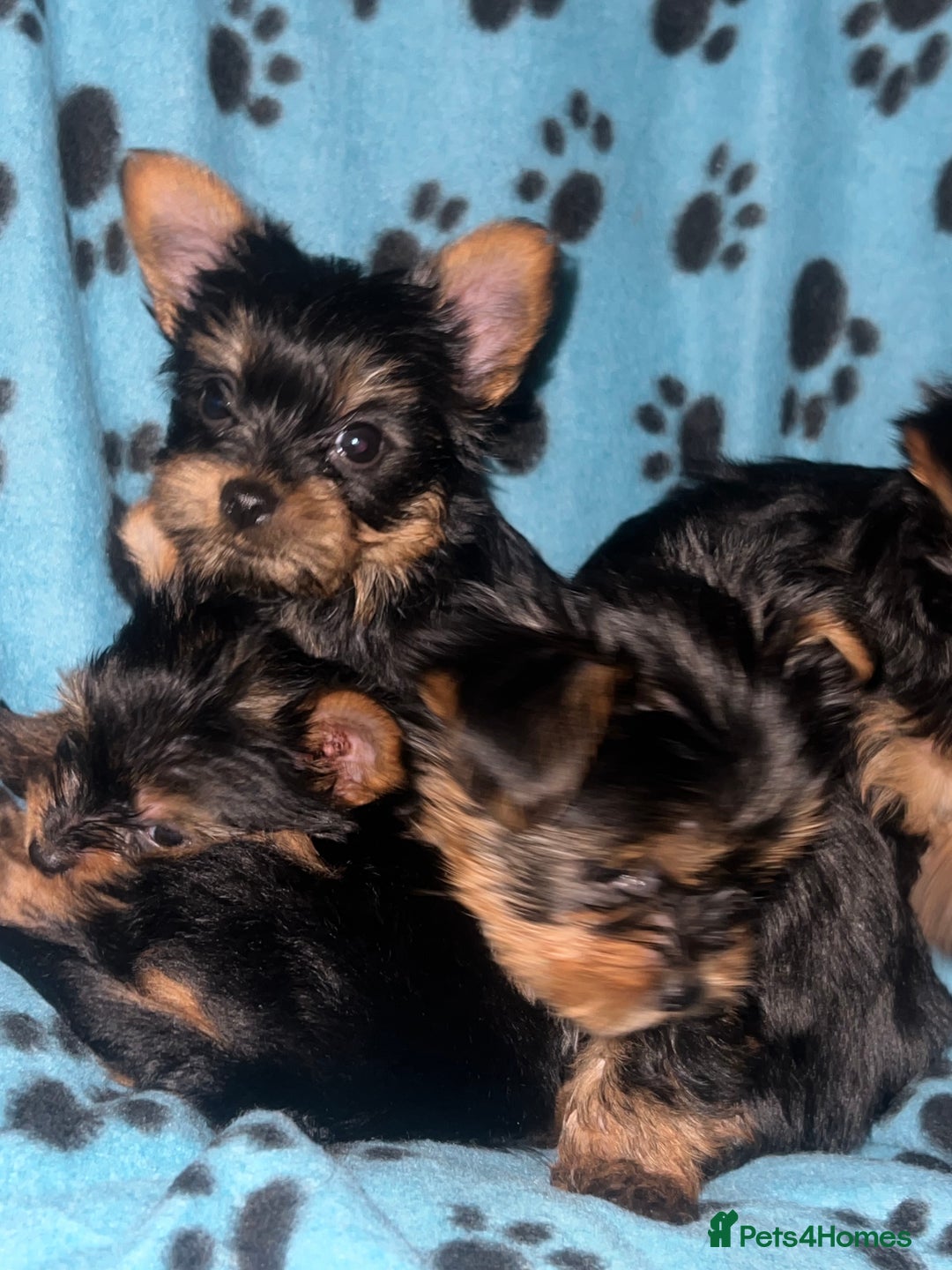 Yorkshire Terrier dogs for stud: 💙Proven Toy Yorkshire Terrier for Stud💙 - Image 3