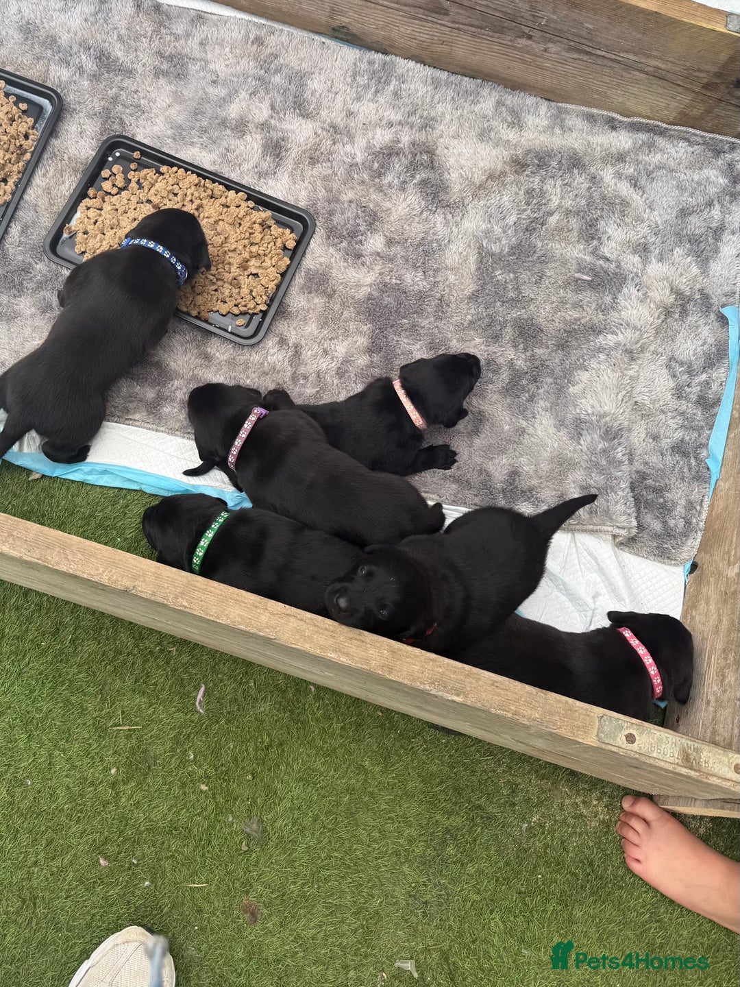 Labrador Retriever dogs for sale: Black labradors  - Image 15