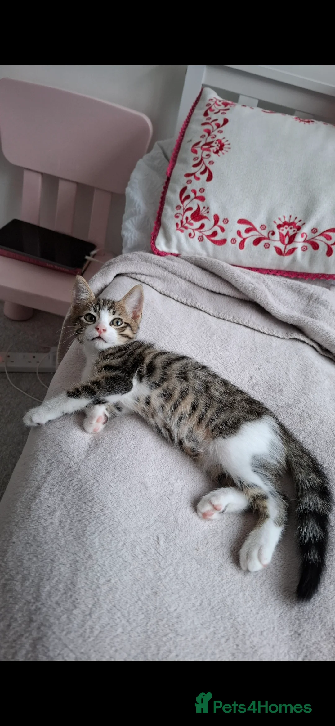 Mixed Breed cats for sale: Kitten  - Advert 3