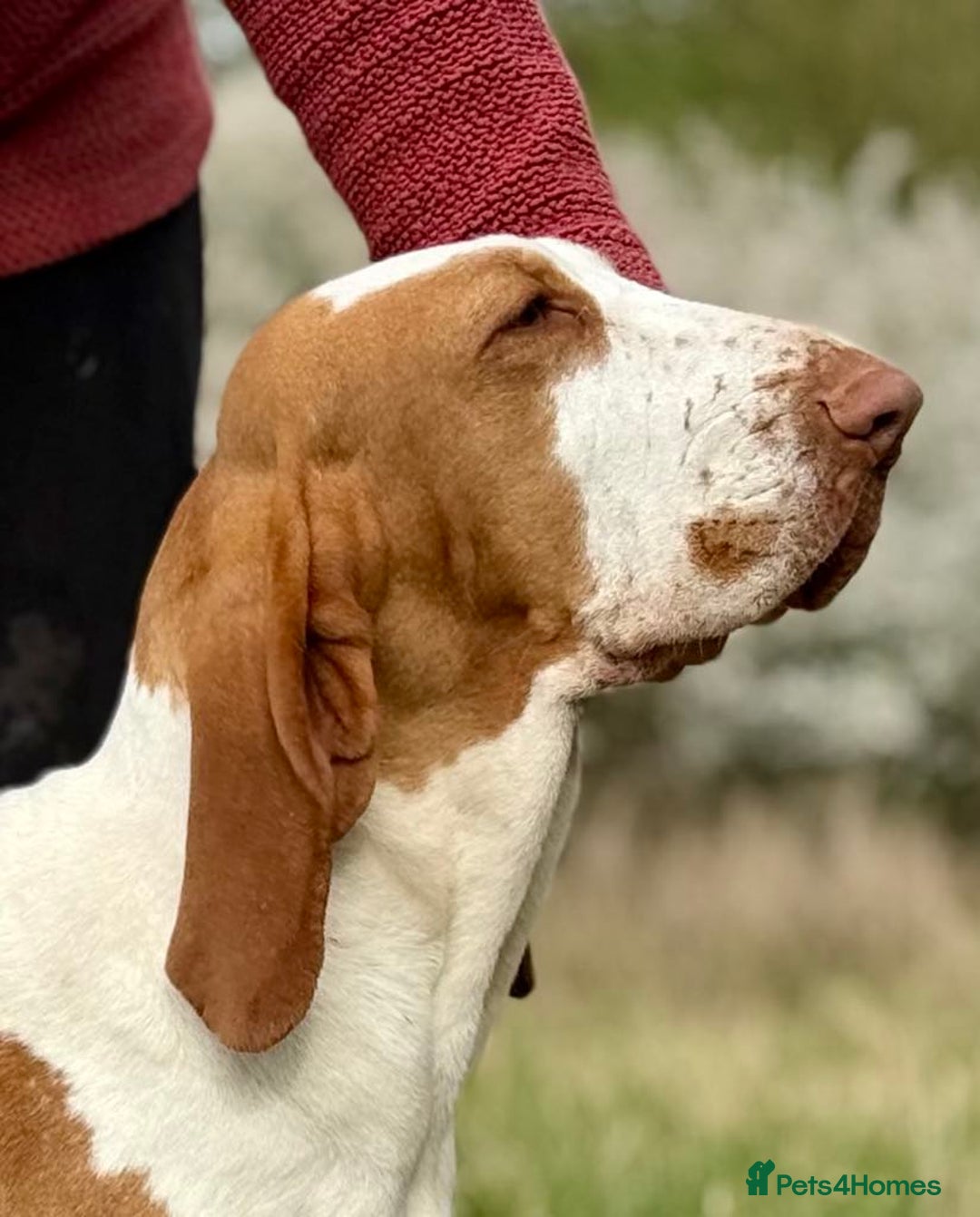 Bracco Italiano dogs for sale: 🌟 TOP BREEDER 2021,22,22,24,25🌟 - Image 5