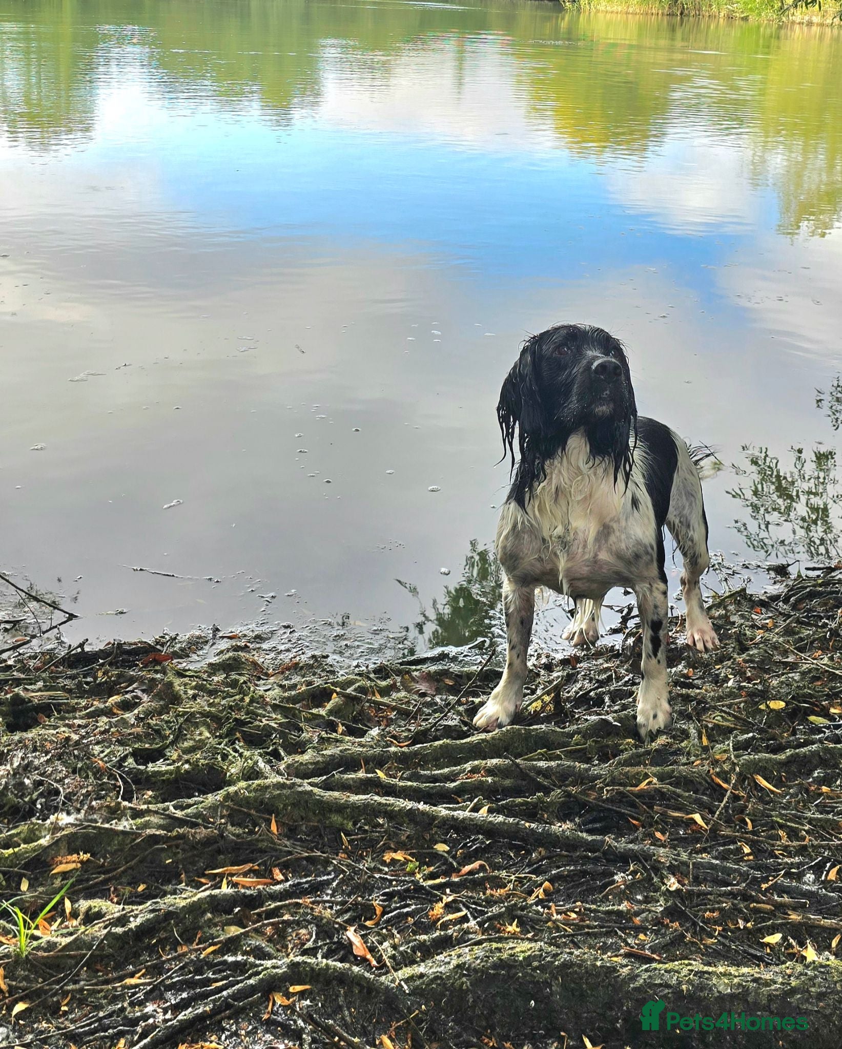 English Springer Spaniel dogs Lord Shiya at Stud - Advert 11
