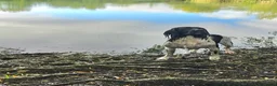 English Springer Spaniel dogs for stud: Lord Shiya at Stud - Advert 1