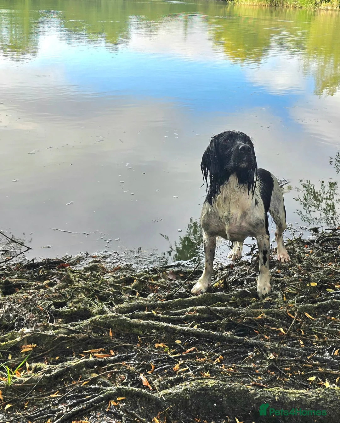 English Springer Spaniel dogs for stud: Lord Shiya at Stud - Advert 1