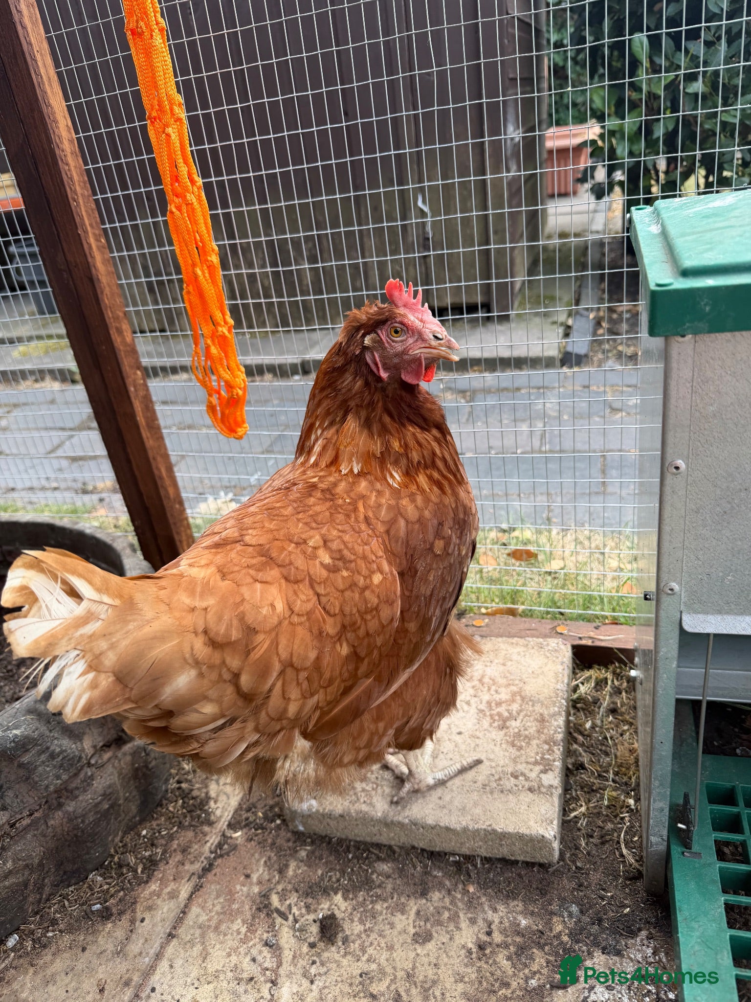 Chickens poultry Two chickens looking for a new loving home  - Advert 3