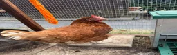 Chickens poultry for sale: Two chickens looking for a new loving home  in Wolverhampton - Advert 1