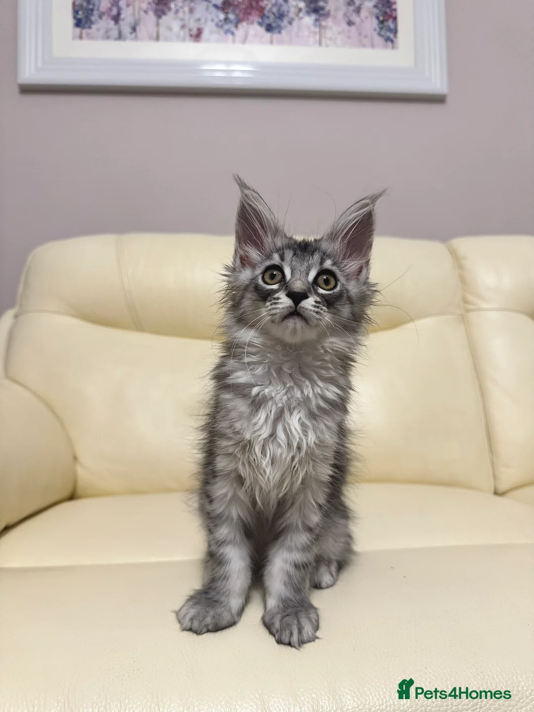 Maine Coon cats for sale: MaineCoonKitten🏆20+gen🧬Outstadning Full Pedigree - Advert 40