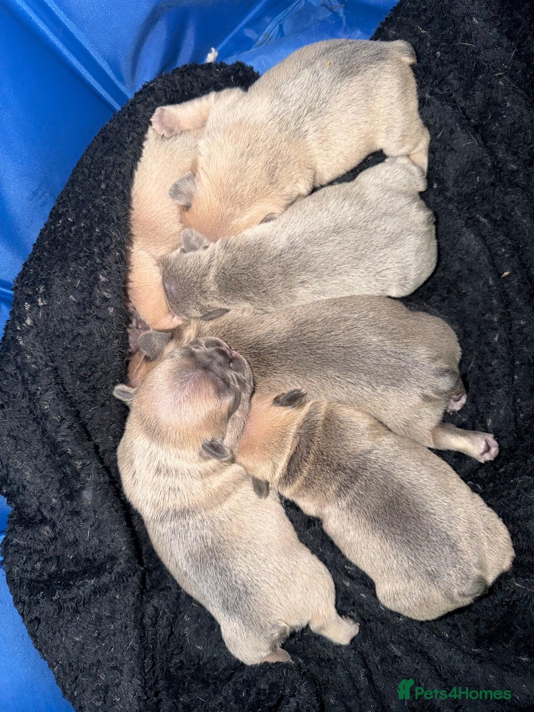 French Bulldog dogs for sale: French bulldog puppys - Advert 15