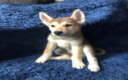 Mixed Breed dogs for sale: **REDUCED** READY NOW! Japanese Akita Puppies - Image 6