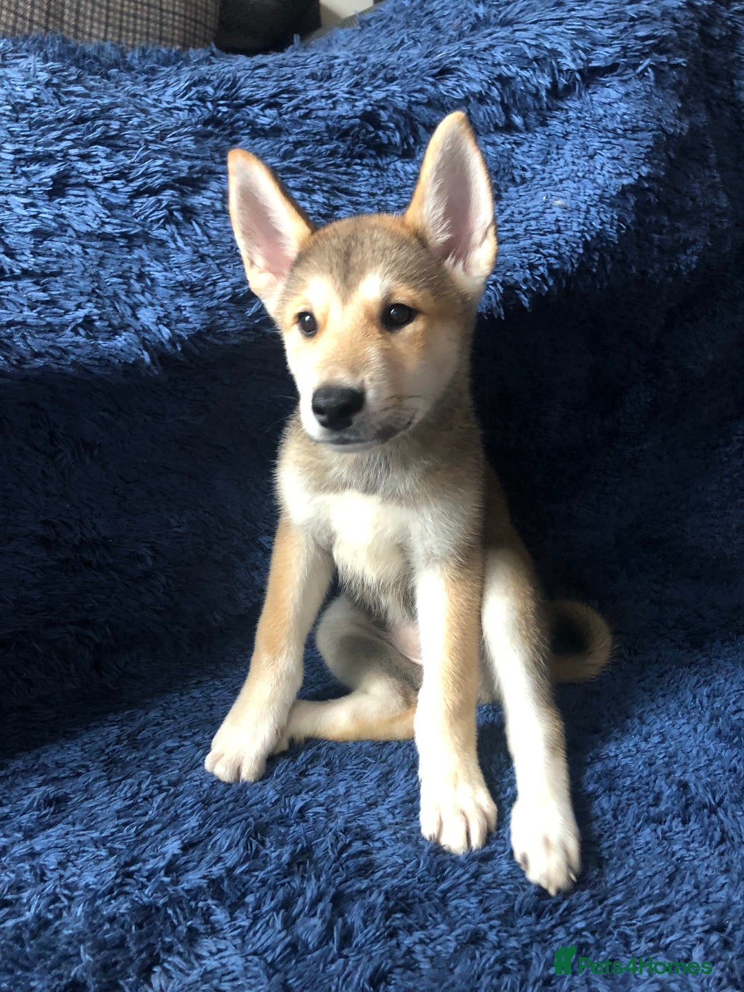 Mixed Breed dogs for sale: **REDUCED** READY NOW! Japanese Akita Puppies - Image 6