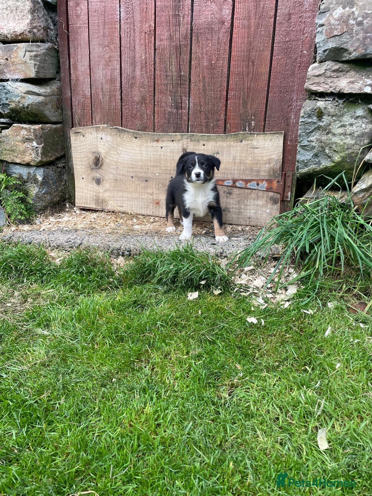 Border Collie dogs Border collies  - Advert 3