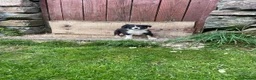 Border Collie dogs for sale: Border collies  - Advert 1