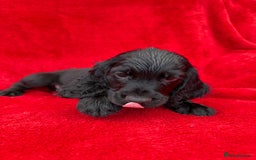 Cocker Spaniel dogs for sale: Working cocker spaniel puppies - Only 3x pups left - Image 21