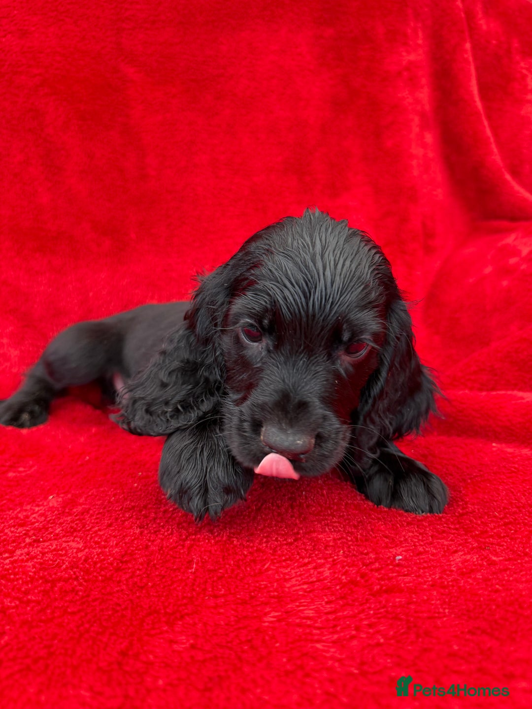 Cocker Spaniel dogs for sale: Working cocker spaniel puppies - Only 3x pups left - Image 21