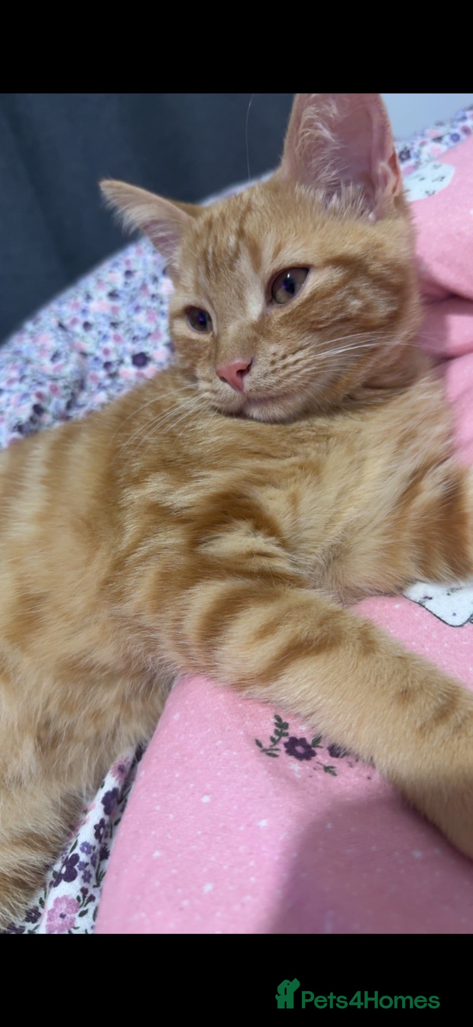 Mixed Breed cats Male cat  - Advert 2