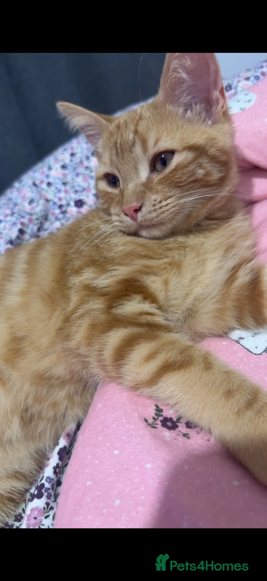 Mixed Breed cats for sale: Male cat  - Advert 1